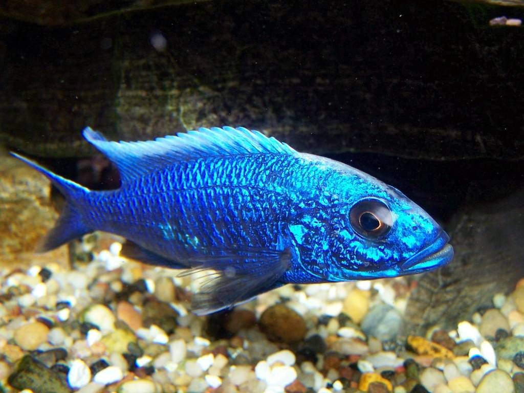 HAPLOCHROMIS, ELECTRIC BLUE AHLI, 3"