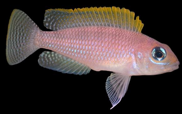 N. Caudopunctatus "Redfin"