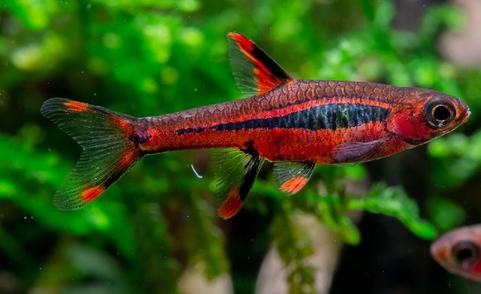 RASBORA, CHILI