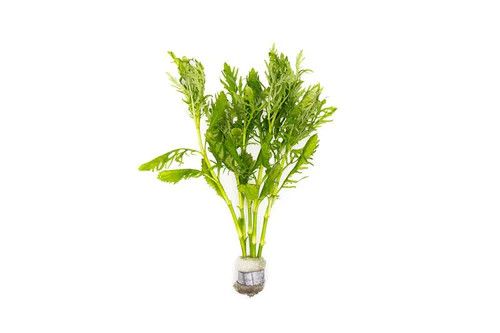 LIVE PLANTS, WATER WISTERIA