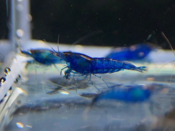 SHRIMP, BLUE VELVET/JELLY (UNS)