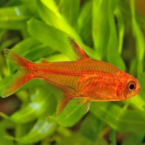 TETRA, EMBER "HYPHESSOBRYCON AMANDAE"