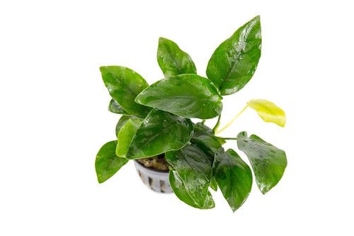 Live Plants, Anubias Nana