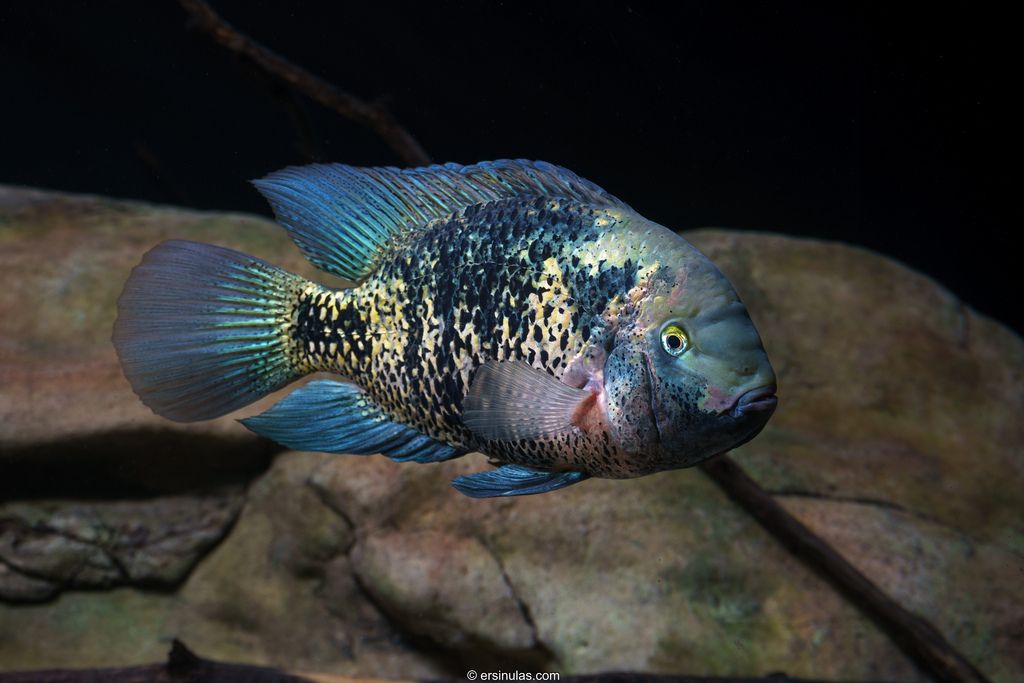 CICHLID, OSCURA HETEROSPILA