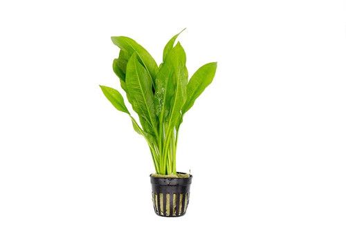 Live Plants, Amazon Sword MD