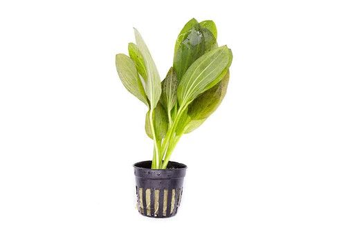 Live Plant, Ozelot Sword