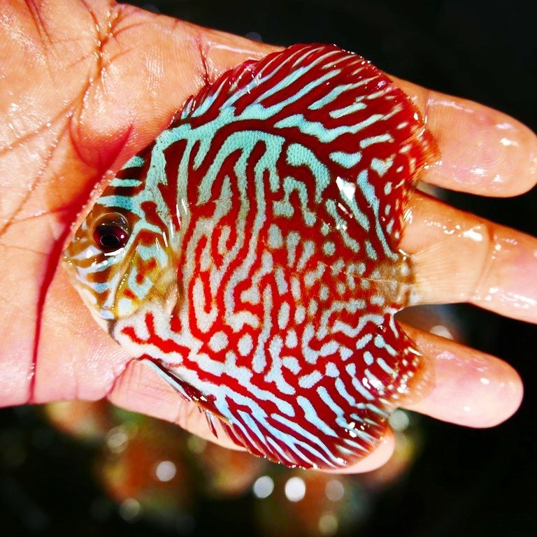 DISCUS, TIGER TURQUOISE