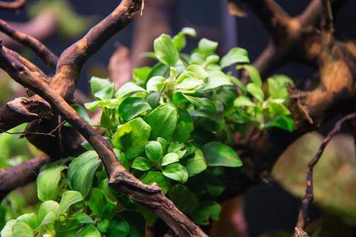 Live Plants, Anubias Nana - POT