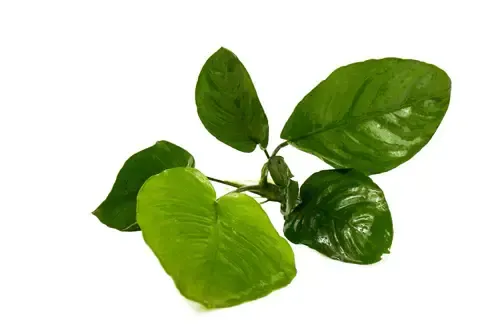 Live Plants - Anubias Barteri (Broad Leaf)