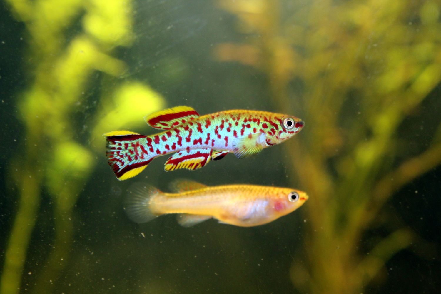 GARDNERI, KILLIFISH (PAIR)