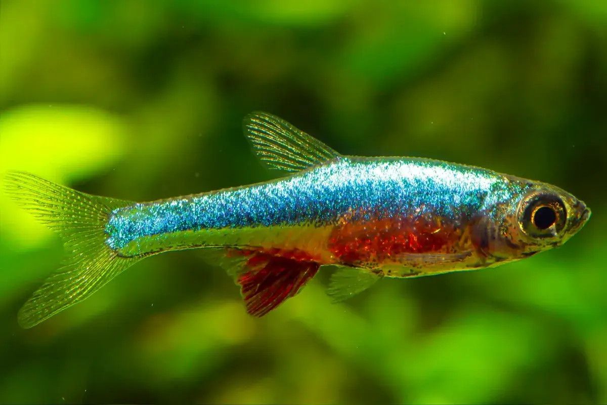RASBORA, NEON BLUE