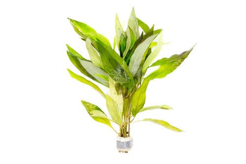 LIVE PLANTS, HYGROPHILA ANGUSTIFOLIA RUBRA