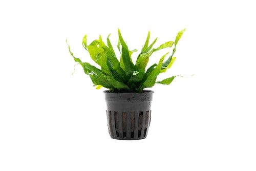 Live Plants, Java Fern Petite