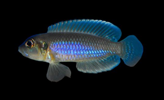 NEOLAMPROLOGUS OCELLATUS - R2R Raised