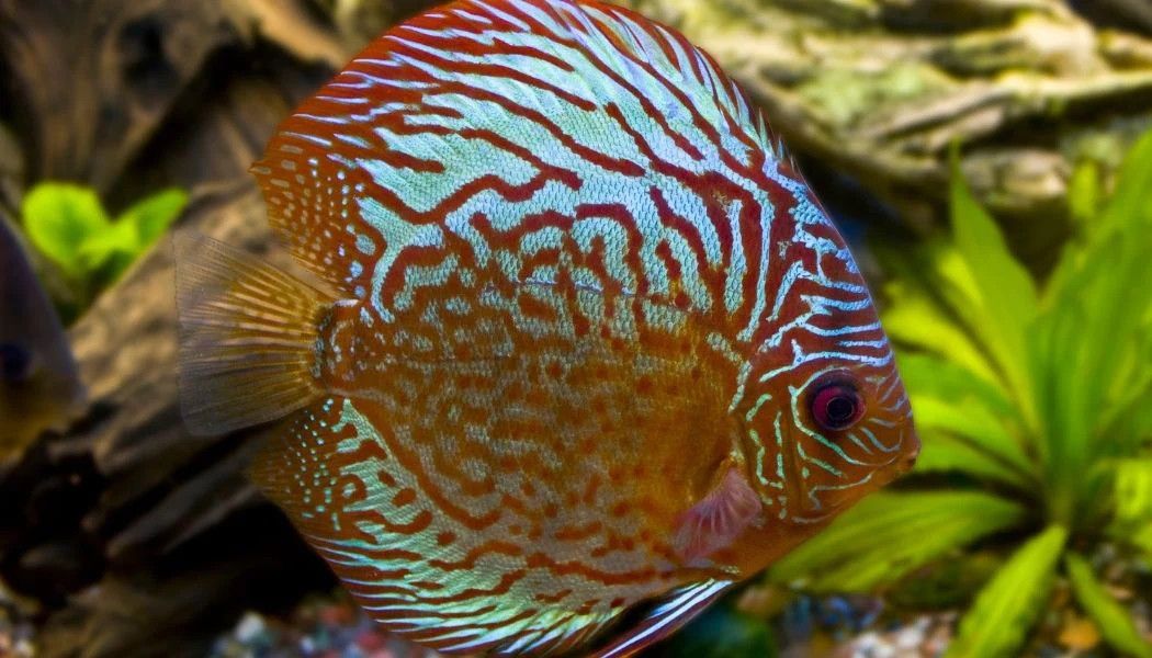 DISCUS, BLUE TURQUOISE