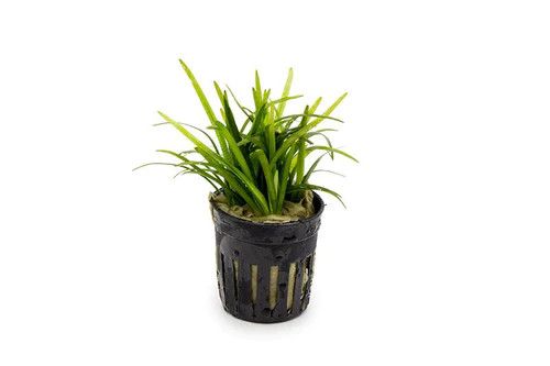 Live Plants, Sagittaria Subulata