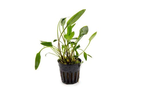 Live Plants, Cryptocoryne Lutea