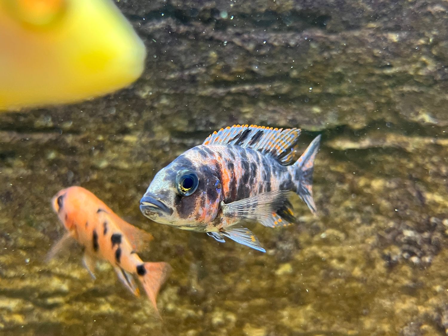 AULONOCARA, "OB PEACOCK" (IMPORT)