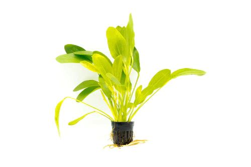 Live Plants, Echinodorus Jaguar