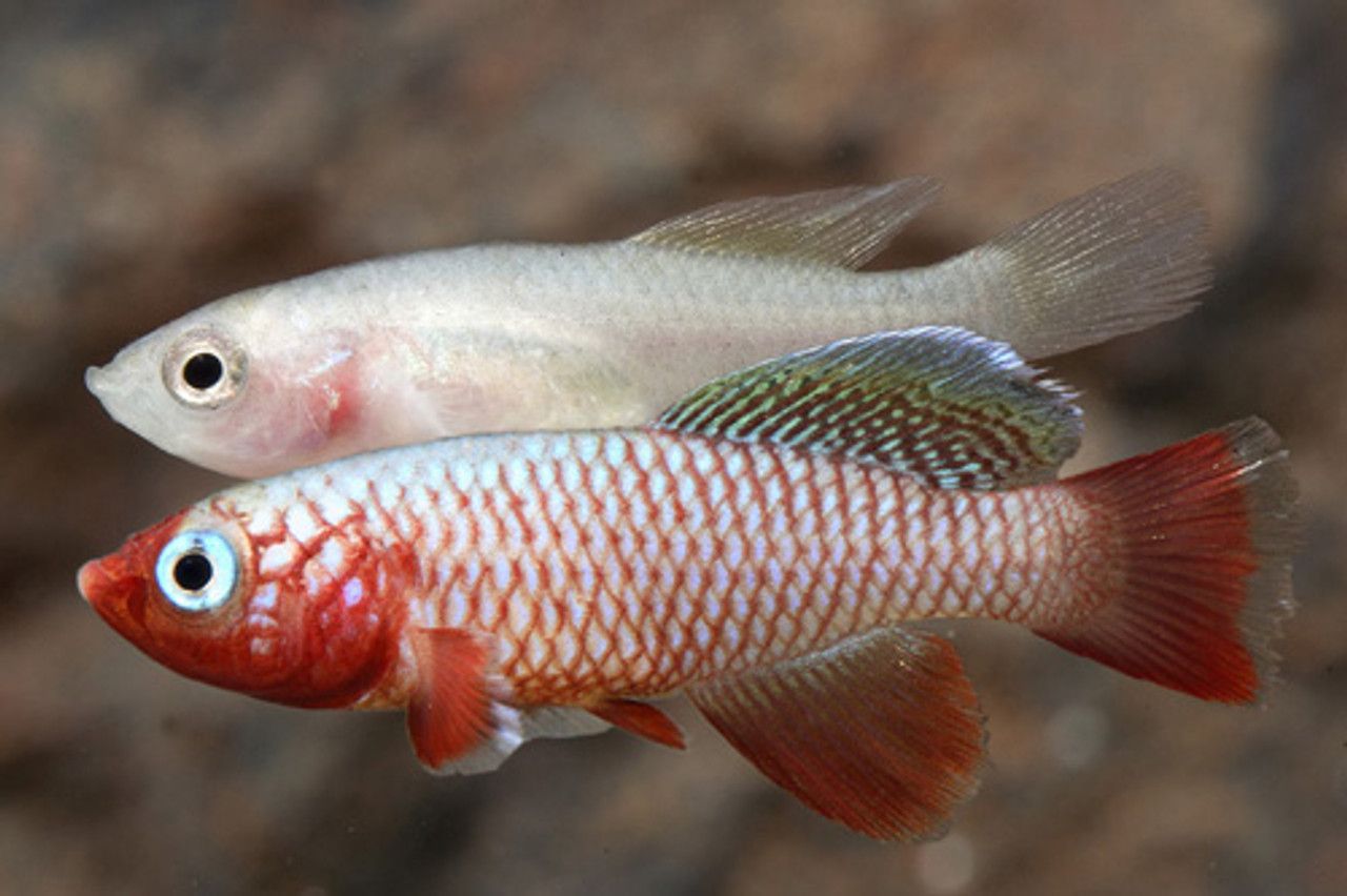KILLIFISH, RUBRIPINNIS (PAIR)