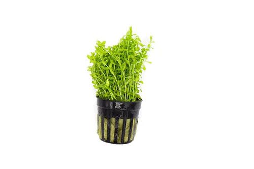 Live Plants, Pearlweed
