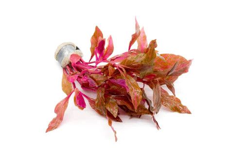 LIVE PLANTS, Alternanthera Rosanervig