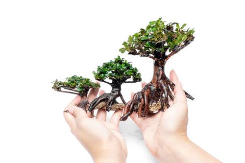 Live Plants, Mixed Bucephalandra on Bonsai SM