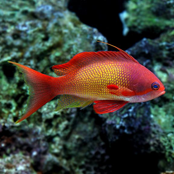 ANTHIAS, LYRETAIL (MALE)