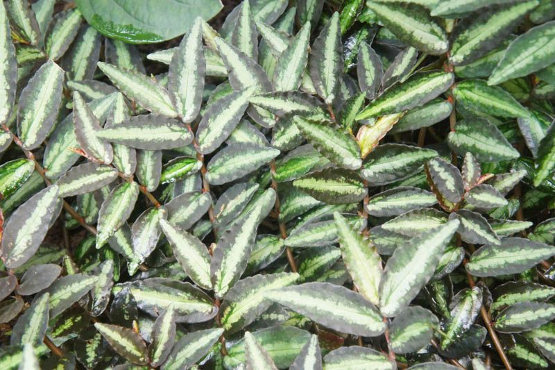 Pellionia Repens "Watermelon" LHP