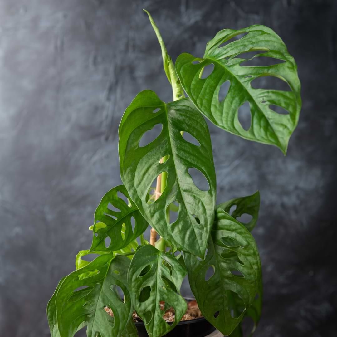 Monstera Adansonii "Swiss Cheese" LHP
