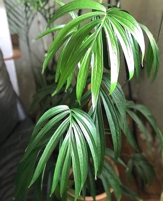 Amydrium Zippelianum LHP