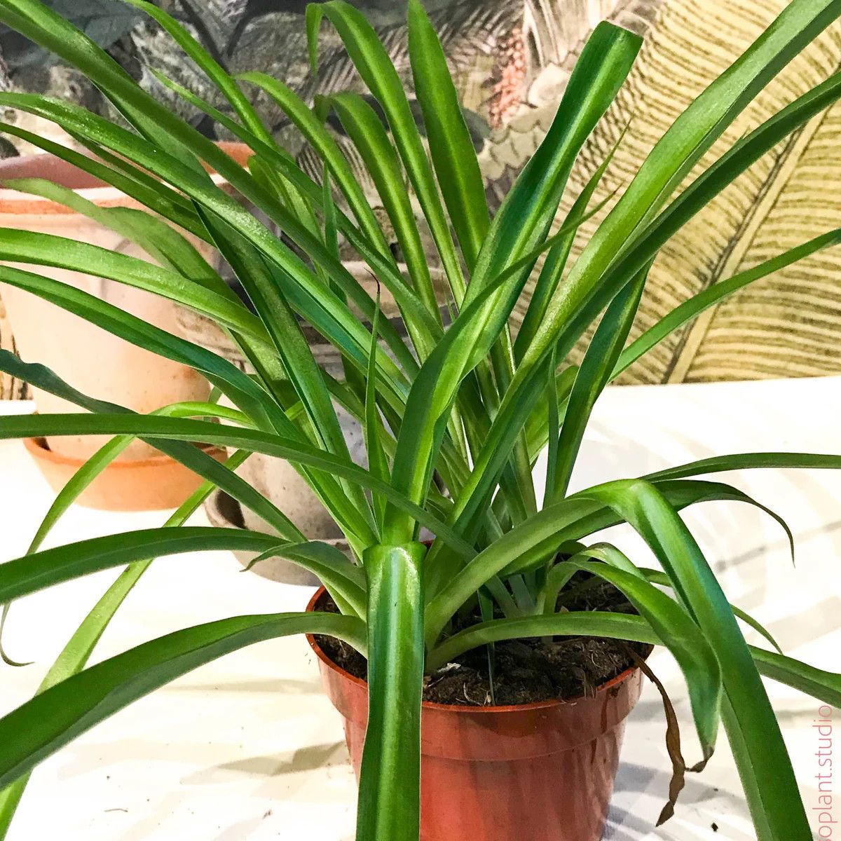 Spider Plant, Green LHP