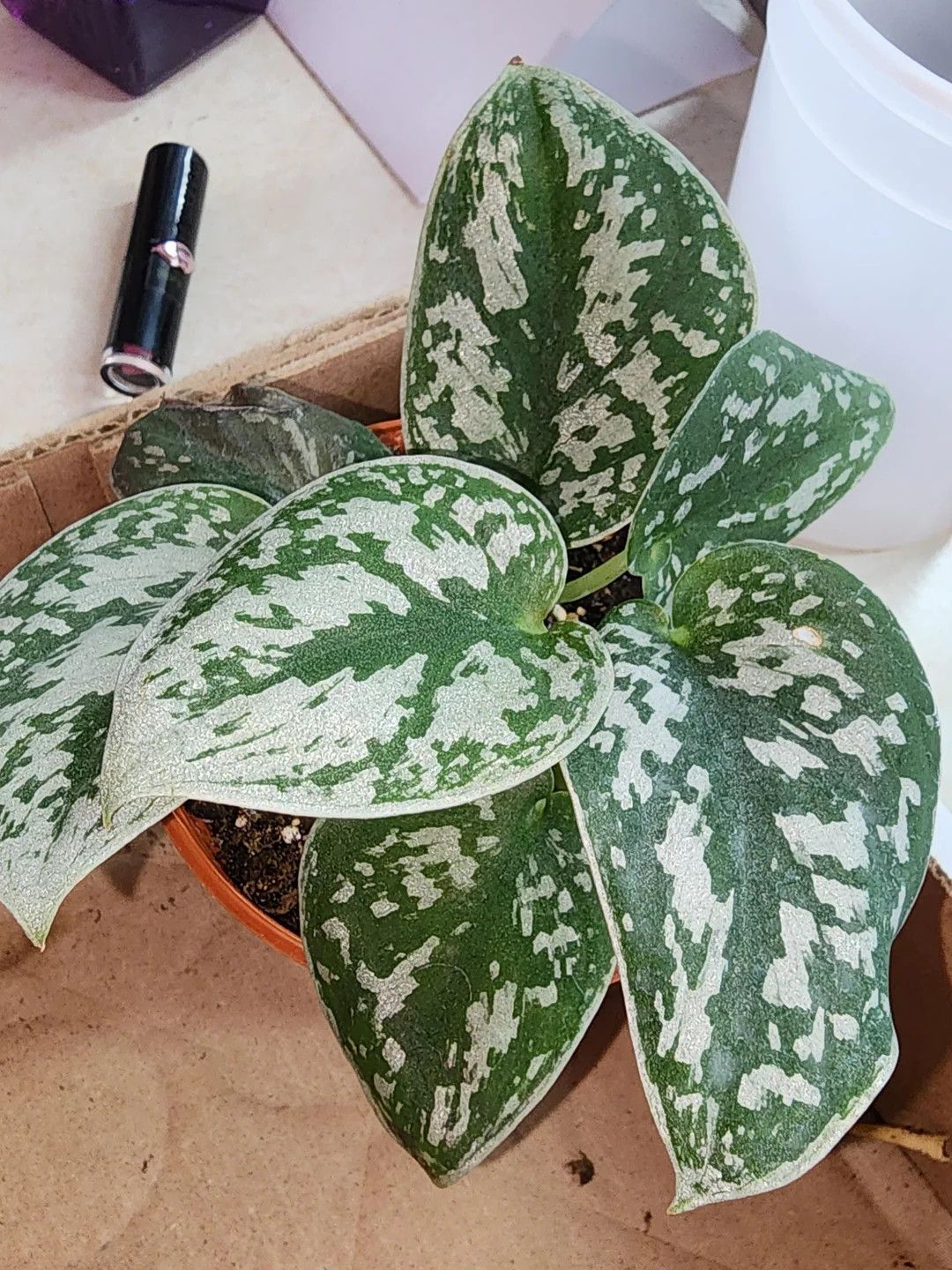 Scindapsus Silvery Ann LHP