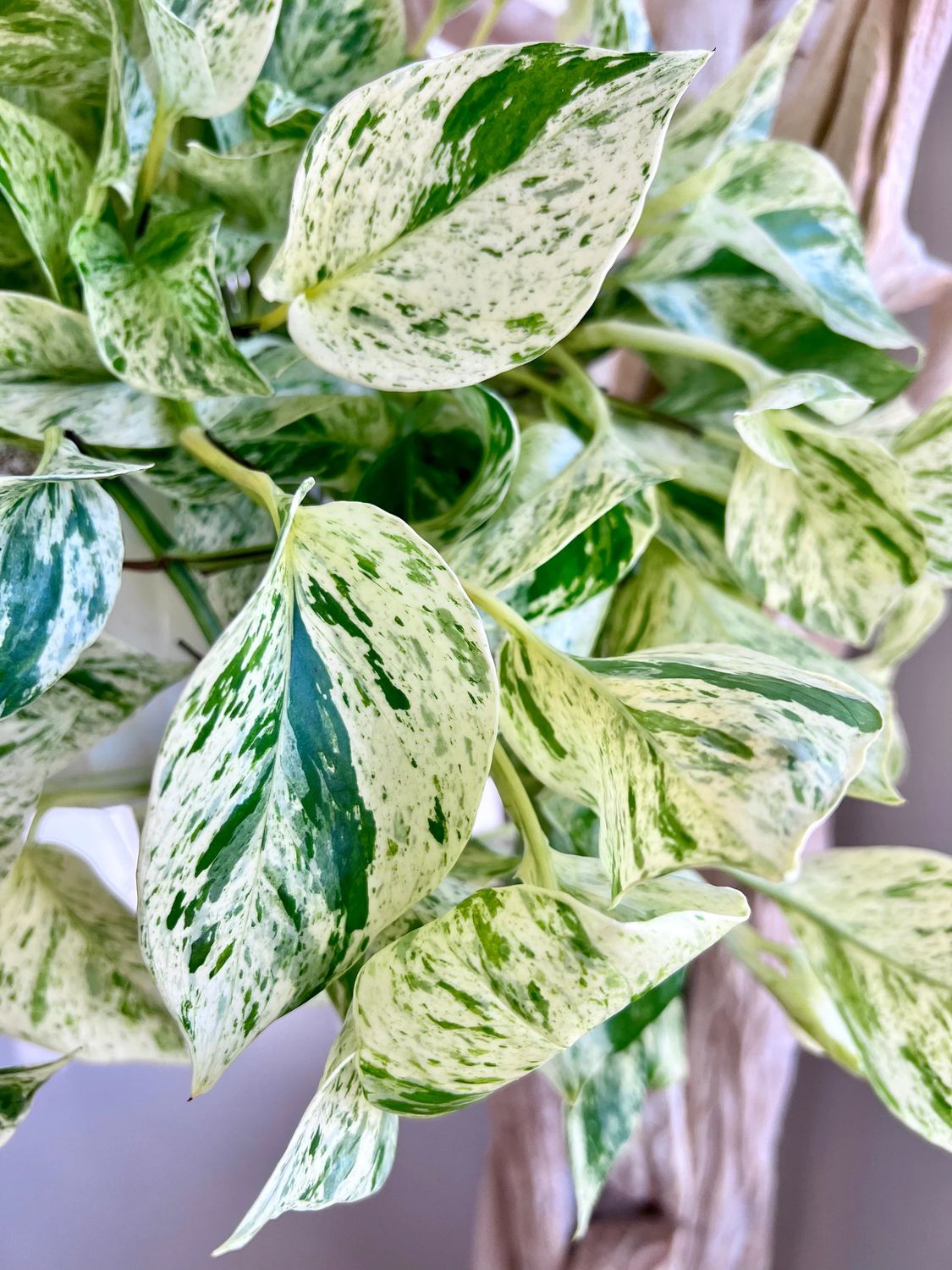 Pothos, Snow Queen LHP