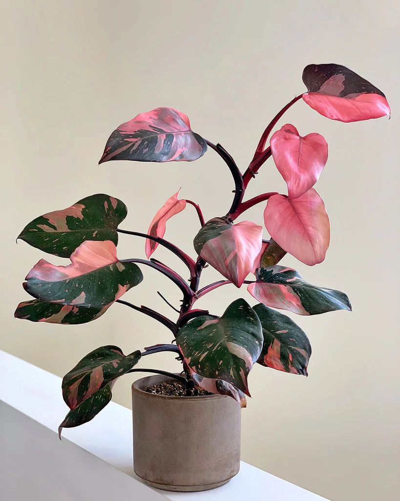 Philodendron, Pink Princess LHP