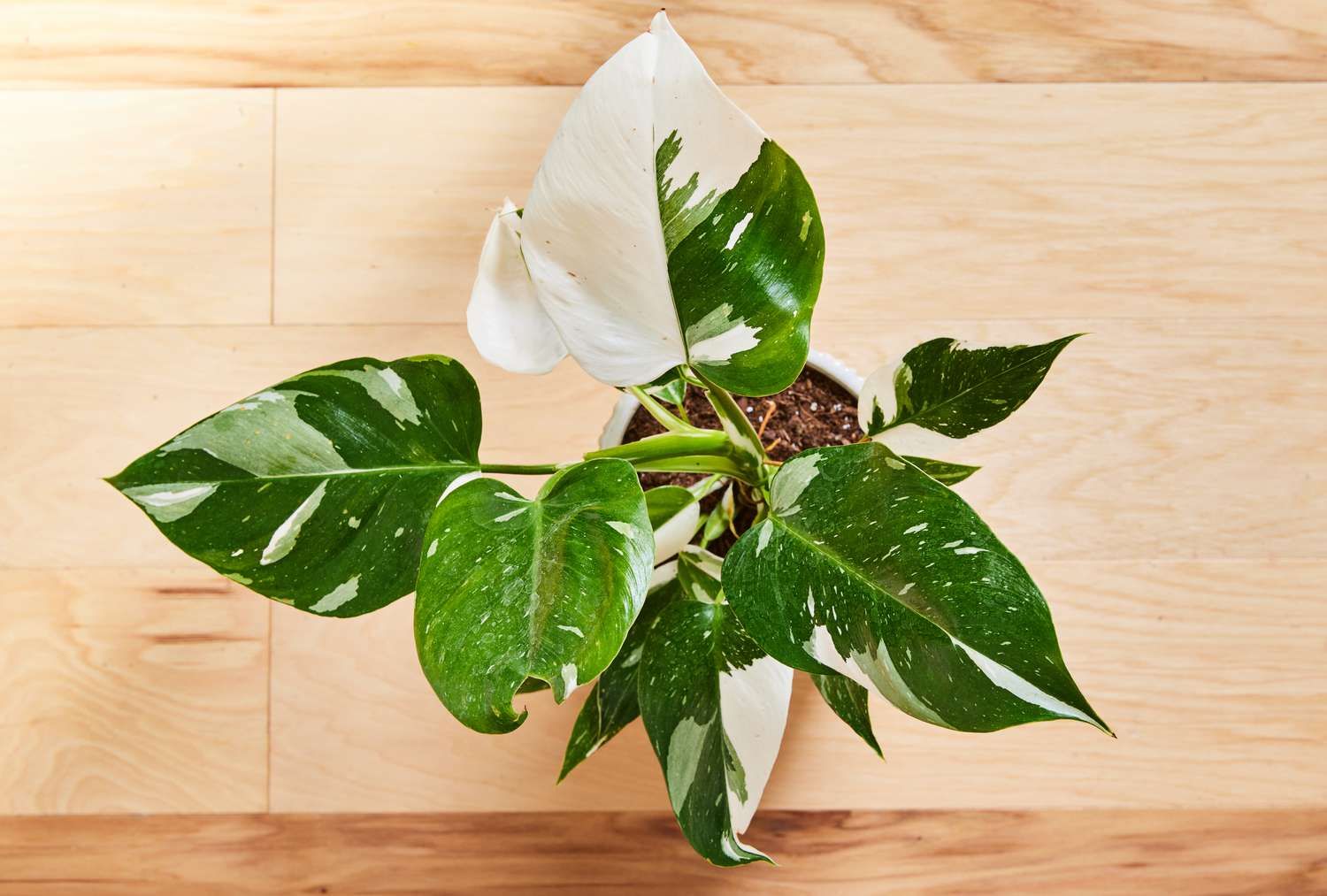 Philodendron, White Princess LHP (REVERTED)