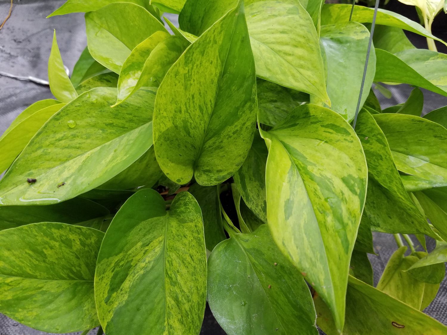 Pothos, Jessenia LHP