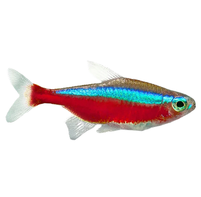Freshwater