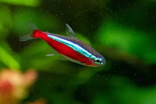 TETRA, CARDINAL &quot;TANK RAISED&quot;