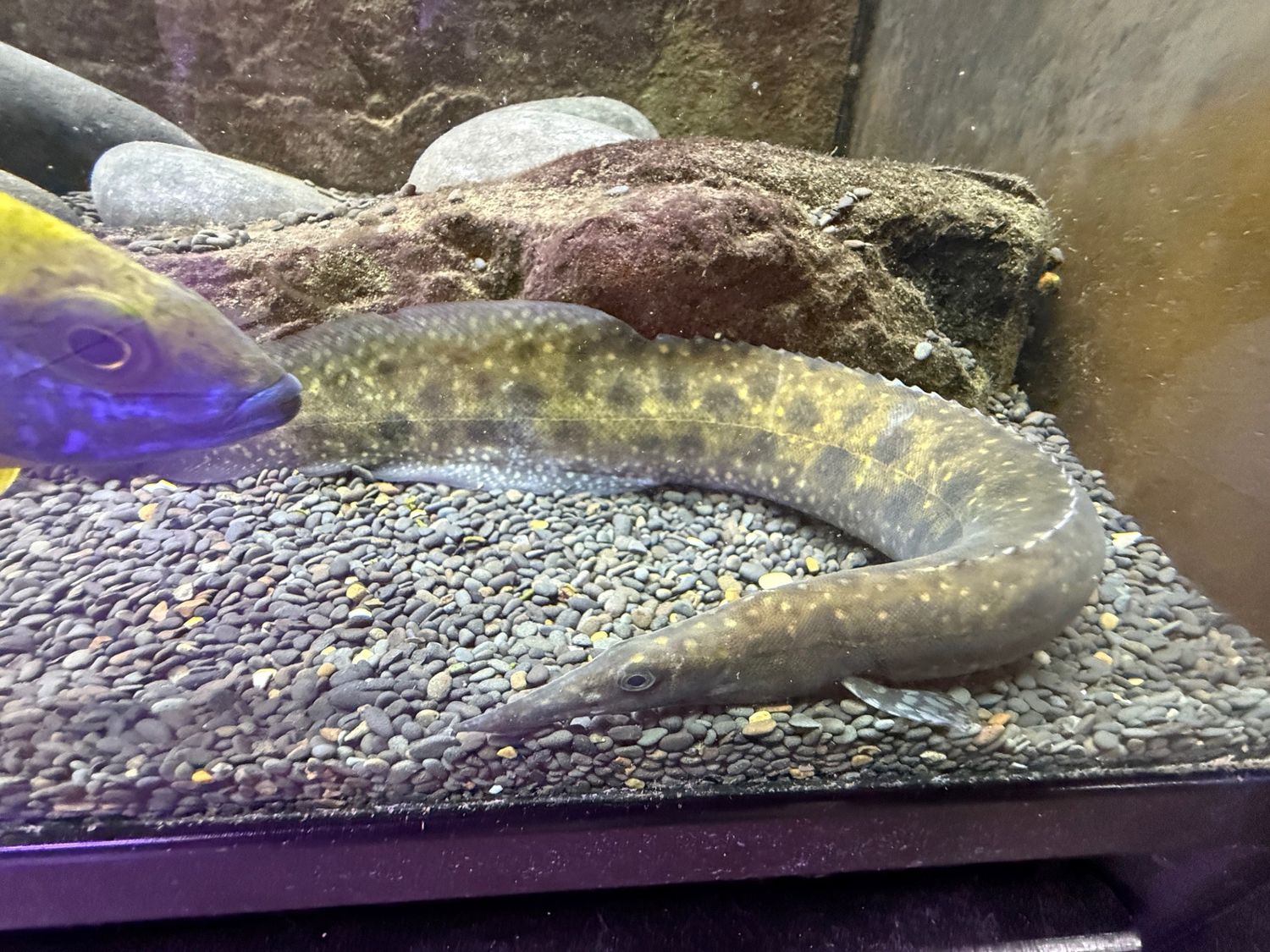 Eel - Mastacembelus alboguttatus - Starlight