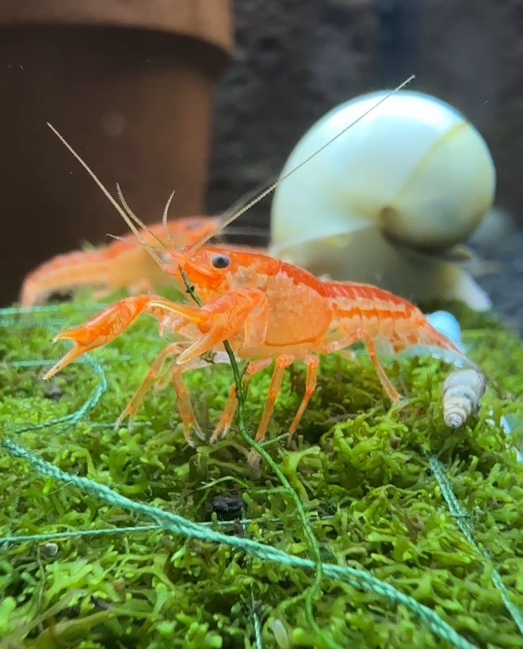 CRAWFISH, MEXICAN DWARF ORANGE