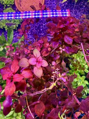 Aquatic Plants