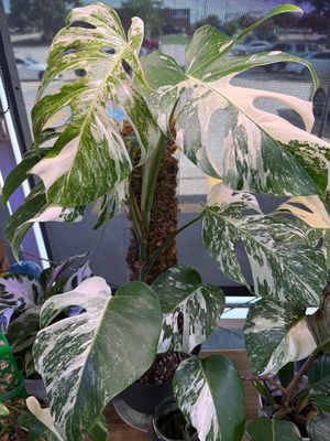 House Plants
