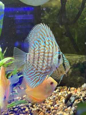 Fish