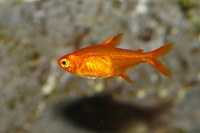 Tetra