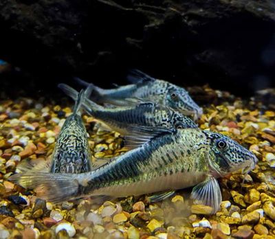 Corydoras