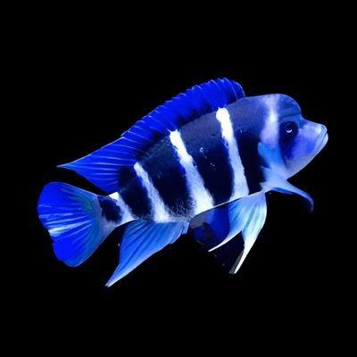 African Cichlid
