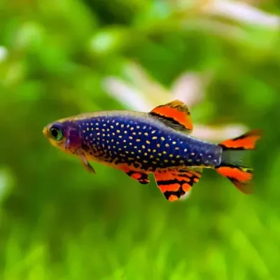 Danio