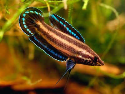 Gourami