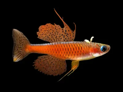 Rainbowfish